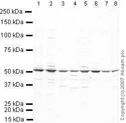 Western blot - Anti-eRF1 antibody (AB31799)