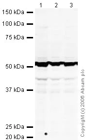 Western blot - Anti-eRF1 antibody (AB31799)