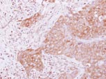 Immunohistochemistry (Formalin/PFA-fixed paraffin-embedded sections) - Anti-eRF3/GSPT1 antibody (AB126090), expandable thumbnail