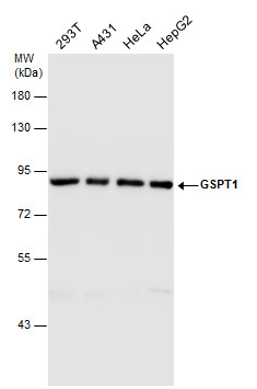 Western blot - Anti-eRF3/GSPT1 antibody (AB126090), expandable thumbnail