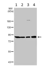 Western blot - Anti-eRF3/GSPT1 antibody (AB126090)