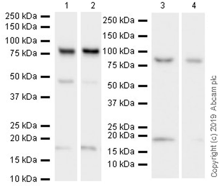 Western blot - Anti-eRF3/GSPT1 antibody [EPR22908-103] - BSA and Azide free (AB256478), expandable thumbnail