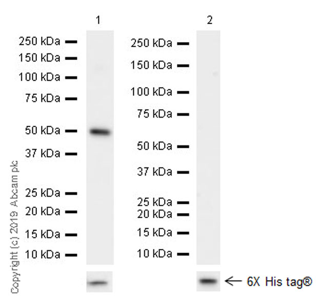 Western blot - Anti-eRF3/GSPT1 antibody [EPR22908-103] - BSA and Azide free (AB256478), expandable thumbnail