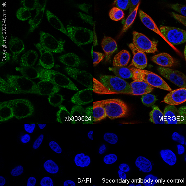 Immunocytochemistry/ Immunofluorescence - Anti-eRF3A/GSPT1 antibody [EPR27296-4] (AB303524)