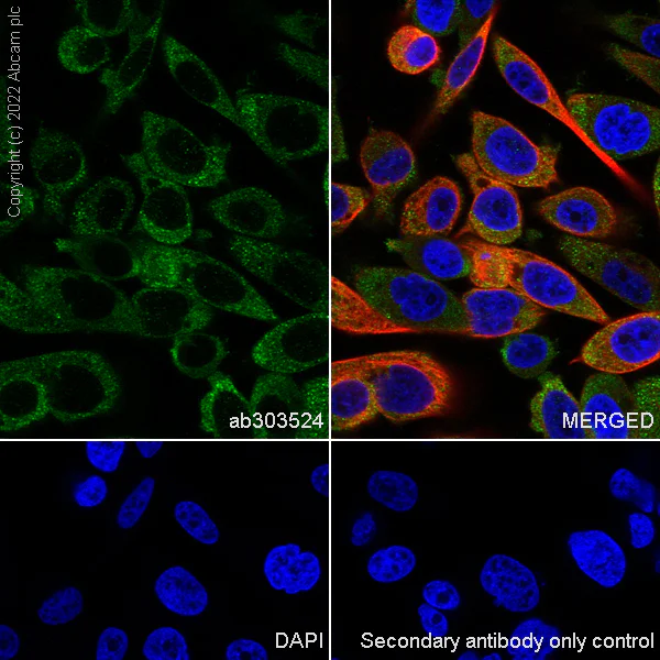 Immunocytochemistry/ Immunofluorescence - Anti-eRF3A/GSPT1 antibody [EPR27296-4] - BSA and Azide free (AB303525)