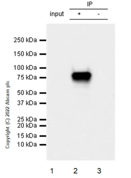 Immunoprecipitation - Anti-eRF3A/GSPT1 antibody [EPR27296-4] - BSA and Azide free (AB303525)