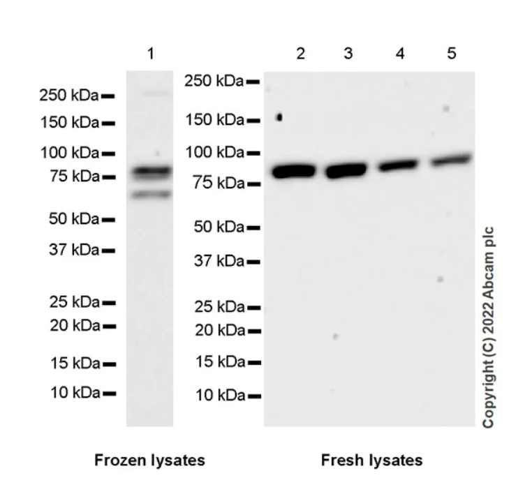 Western blot - Anti-eRF3A/GSPT1 antibody [EPR27296-4] - BSA and Azide free (AB303525)
