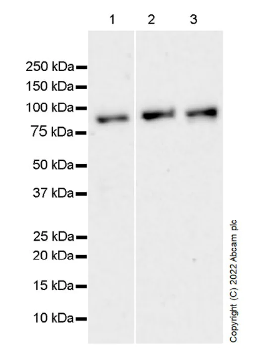 Western blot - Anti-eRF3A/GSPT1 antibody [EPR27296-4] - BSA and Azide free (AB303525)