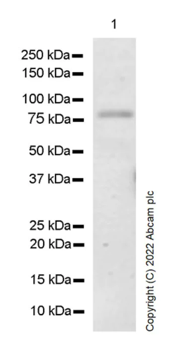 Western blot - Anti-eRF3A/GSPT1 antibody [EPR27296-4] - BSA and Azide free (AB303525)