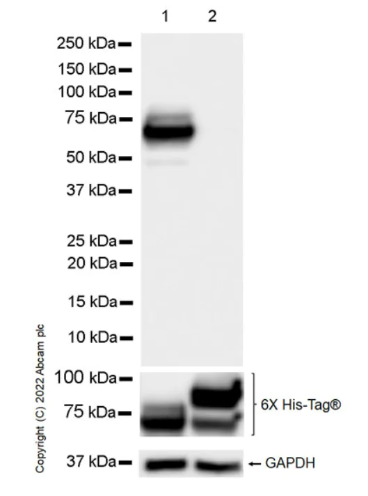 Western blot - Anti-eRF3A/GSPT1 antibody [EPR27296-4] - BSA and Azide free (AB303525)
