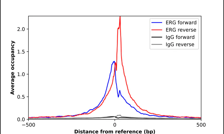 ChIP - Anti-ERG Antibody (AB327232)