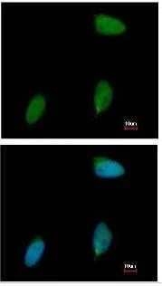 Immunocytochemistry/ Immunofluorescence - Anti-ERG antibody (AB96697)