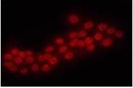 Immunocytochemistry/ Immunofluorescence - Anti-ERG antibody (AB96697), expandable thumbnail
