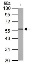 Western blot - Anti-ERG antibody (AB96697)