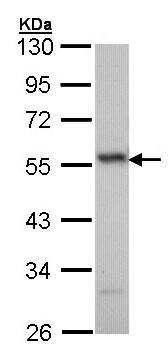 Western blot - Anti-ERG antibody (AB96697), expandable thumbnail