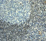 Immunohistochemistry (Formalin/PFA-fixed paraffin-embedded sections) - Anti-ERG antibody [EPR3863] (AB110639)