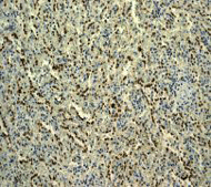 Immunohistochemistry (Formalin/PFA-fixed paraffin-embedded sections) - Anti-ERG antibody [EPR3863] (AB110639)