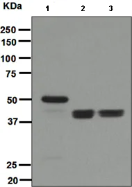 Western blot - Anti-ERG antibody [EPR3863] (AB110639)