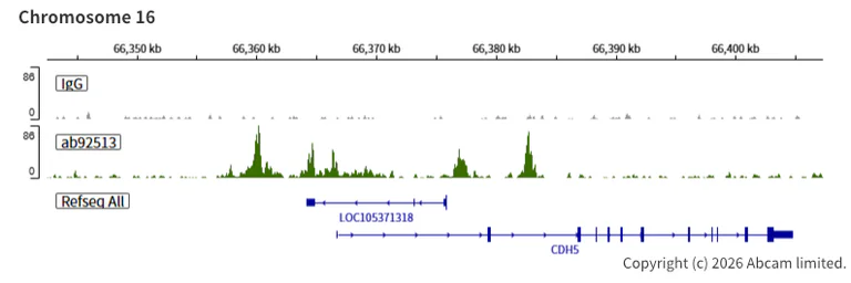 ChIC/CUT&RUN sequencing - Anti-ERG antibody [EPR3864] (AB92513)