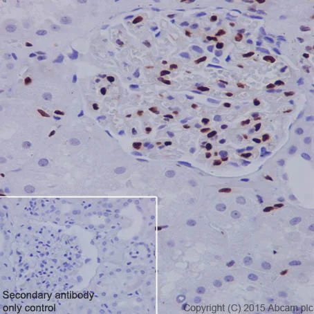 Immunohistochemistry (Formalin/PFA-fixed paraffin-embedded sections) - Anti-ERG antibody [EPR3864] (AB92513)