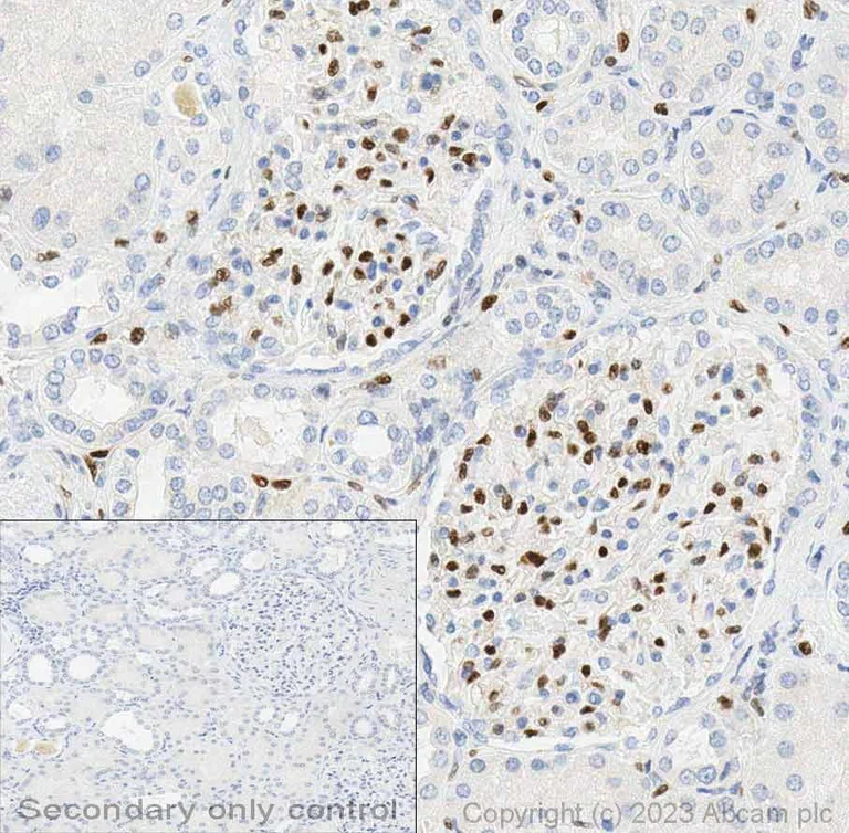 Immunohistochemistry (Formalin/PFA-fixed paraffin-embedded sections) - Anti-ERG antibody [EPR3864] (AB92513)