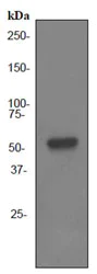 Western blot - Anti-ERG antibody [EPR3864] (AB92513)