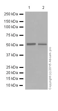 Western blot - Anti-ERG antibody [EPR3864] (AB92513)