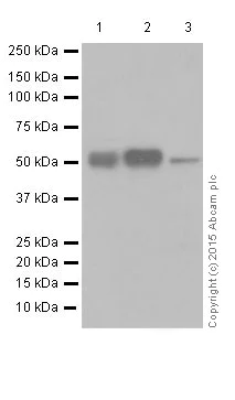 Western blot - Anti-ERG antibody [EPR3864] (AB92513)