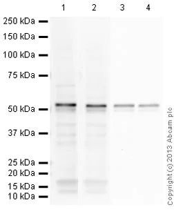Western blot - Anti-ERG antibody [EPR3864] (AB92513)
