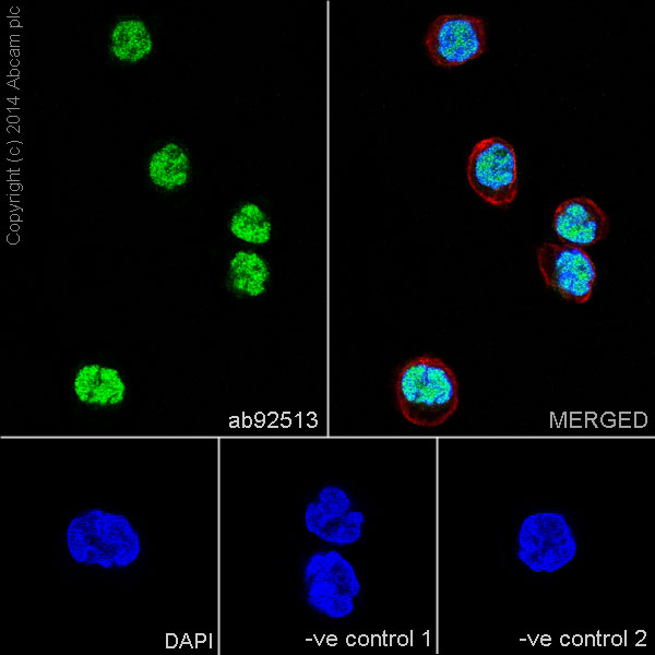 Immunocytochemistry/ Immunofluorescence - Anti-ERG antibody [EPR3864] - BSA and Azide free (AB214796), expandable thumbnail