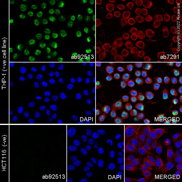 Immunocytochemistry/ Immunofluorescence - Anti-ERG antibody [EPR3864] - BSA and Azide free (ab214796), expandable thumbnail