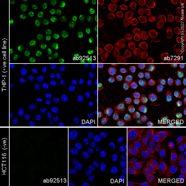 Immunocytochemistry/ Immunofluorescence - Anti-ERG antibody [EPR3864] - BSA and Azide free (AB214796)