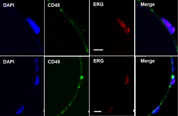 Immunocytochemistry/ Immunofluorescence - Anti-ERG antibody [EPR3864] - BSA and Azide free (AB214796), expandable thumbnail