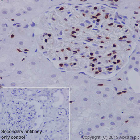 Immunohistochemistry (Formalin/PFA-fixed paraffin-embedded sections) - Anti-ERG antibody [EPR3864] - BSA and Azide free (AB214796), expandable thumbnail