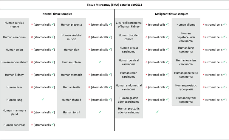 Immunohistochemistry (Formalin/PFA-fixed paraffin-embedded sections) - Anti-ERG antibody [EPR3864] - BSA and Azide free (AB214796)