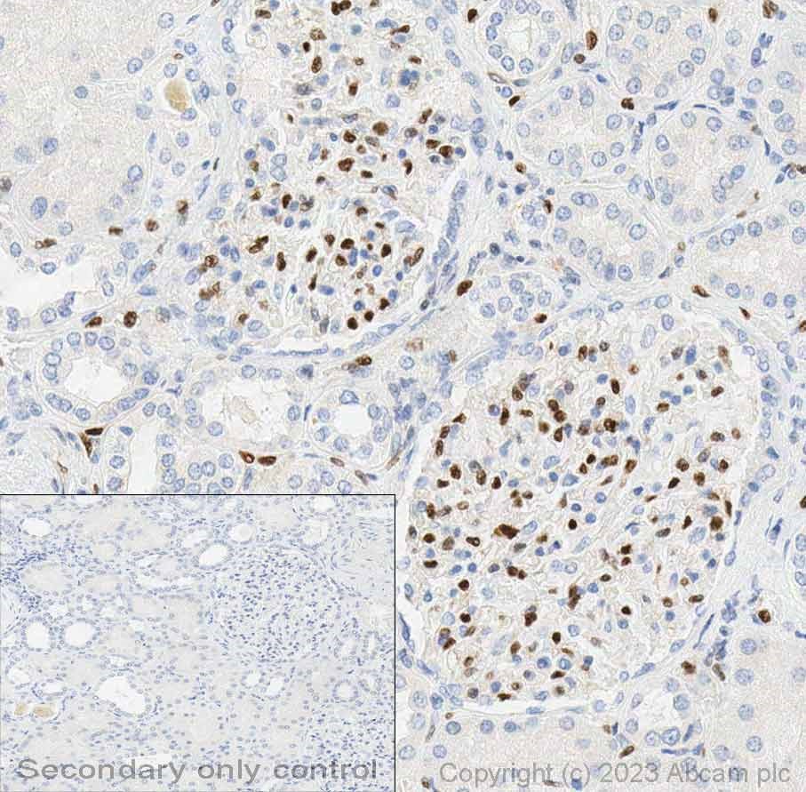 Immunohistochemistry (Formalin/PFA-fixed paraffin-embedded sections) - Anti-ERG antibody [EPR3864] - BSA and Azide free (ab214796), expandable thumbnail