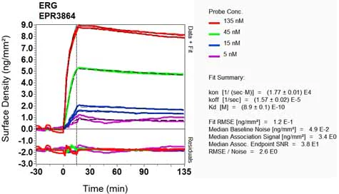 OI-RD Scanning - Anti-ERG antibody [EPR3864] - BSA and Azide free (AB214796)