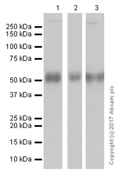 Western blot - Anti-ERG antibody [EPR3864] - Mouse IgG2b (Chimeric) (AB214341), expandable thumbnail