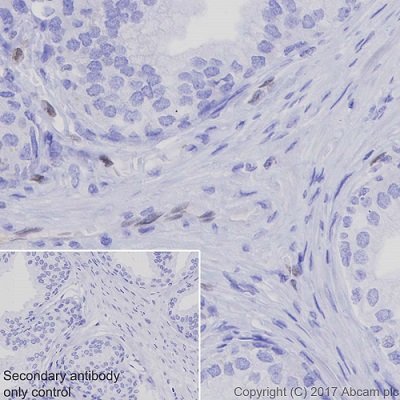 Immunohistochemistry (Formalin/PFA-fixed paraffin-embedded sections) - Anti-ERG antibody [EPR3864] - Mouse IgG2b (Chimeric) - BSA and Azide free (AB275331), expandable thumbnail