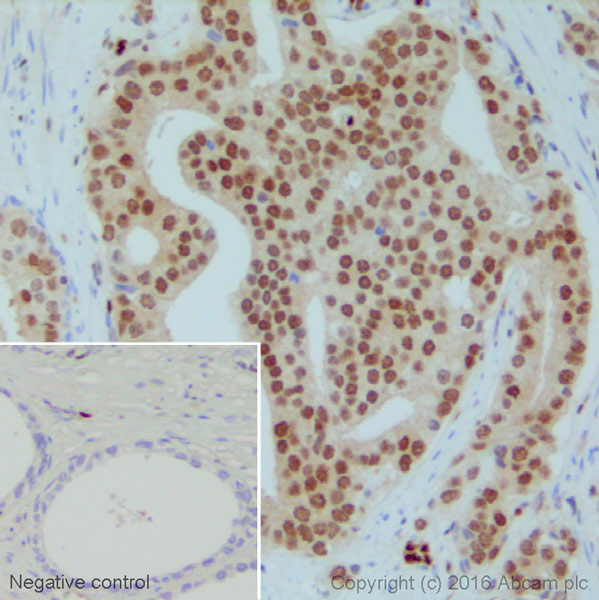 Immunohistochemistry (Formalin/PFA-fixed paraffin-embedded sections) - Anti-ERG antibody [EPR3864] - Mouse IgG2b (Chimeric) - BSA and Azide free (AB275331), expandable thumbnail