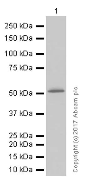 Western blot - Anti-ERG antibody [EPR3864] - Mouse IgG2b (Chimeric) - BSA and Azide free (AB275331)