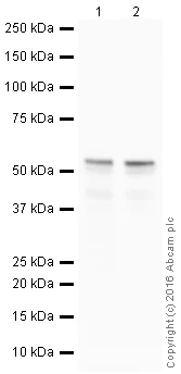 Western blot - Anti-ERG antibody [EPR3864] - Mouse IgG2b (Chimeric) - BSA and Azide free (AB275331)