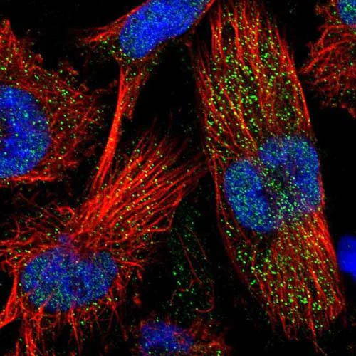 Immunocytochemistry/ Immunofluorescence - Anti-ERGIC1 antibody (AB121574)