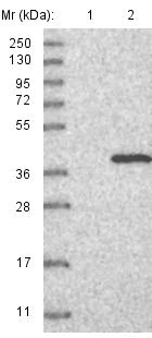 Western blot - Anti-ERGIC1 antibody (AB121582)