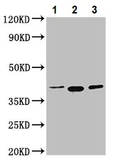 Western blot - Anti-ERGIC2/PTX1 antibody (AB237761)