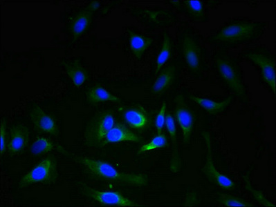 Immunocytochemistry/ Immunofluorescence - Anti-ERGIC3 antibody (AB236723), expandable thumbnail