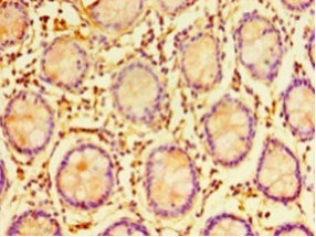 Immunohistochemistry (Formalin/PFA-fixed paraffin-embedded sections) - Anti-ERGIC3 antibody (AB236723), expandable thumbnail
