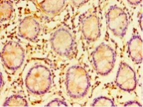 Immunohistochemistry (Formalin/PFA-fixed paraffin-embedded sections) - Anti-ERGIC3 antibody (AB236723)