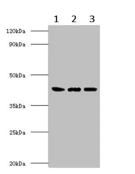 Western blot - Anti-ERGIC3 antibody (AB236723)