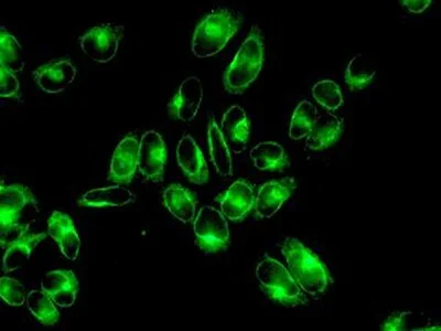 Immunocytochemistry/ Immunofluorescence - Anti-ERGIC3 antibody [EPR8141] - BSA and Azide free (AB248334)